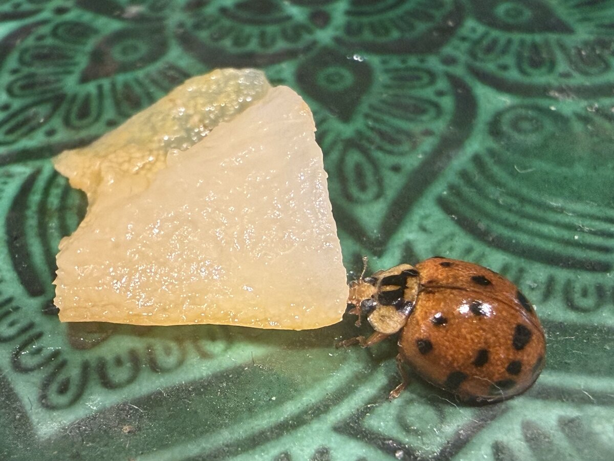 The inspiration - a friendly ladybug on a kitchen counter